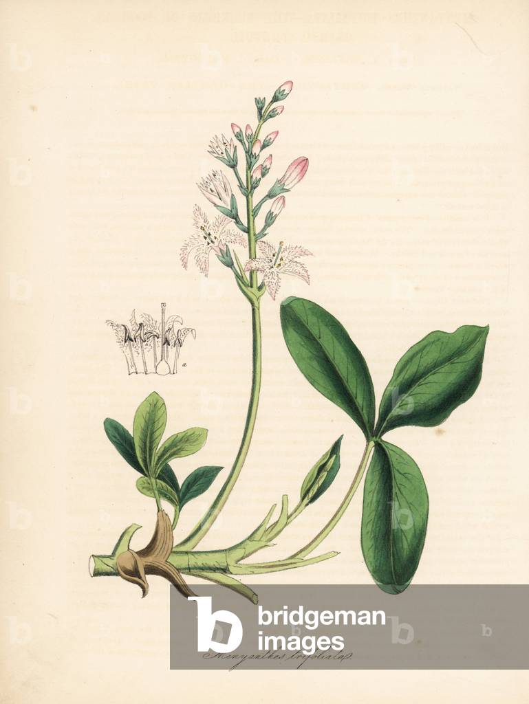 Water trefle or menyanth trifoliee - Bog bean, Menyanthes trifoliata. Taken from Weddell's illustration in John Stephenson and James Morss Churchill's “Medical Botany.”” Handcoloured zincograph by C. Chabot drawn by Miss M. A. Burnett from her “” Plantae Utiliores: or Illustrations of Useful Plants,”” Whittaker, London, 1842. Miss Burnett drew the botanical illustrations, but the text was chiefly by her late brother, British botanist Gilbert Thomas Burnett (1800-1835).