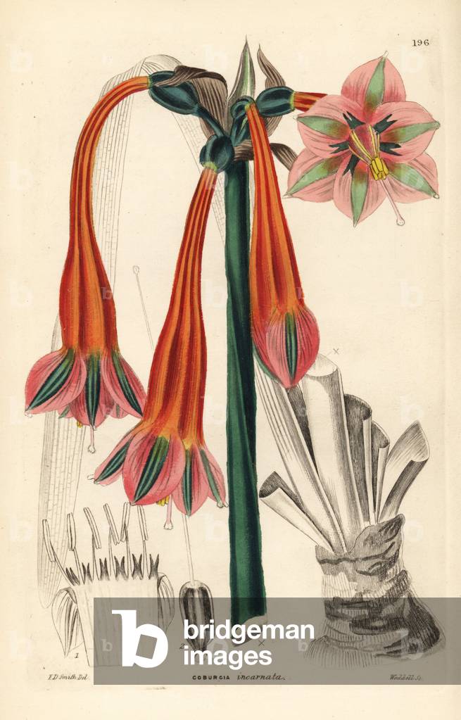 Clinanthe - Clinanthus incarnatus (Splendid Coburg lily, Coburgia incarnata). Handcoloured copperplate engraving by Weddell after Edwin Dalton Smith from John Lindley and Robert Sweet's Ornamental Flower Garden and Shrubbery, G. Willis, London, 1854.