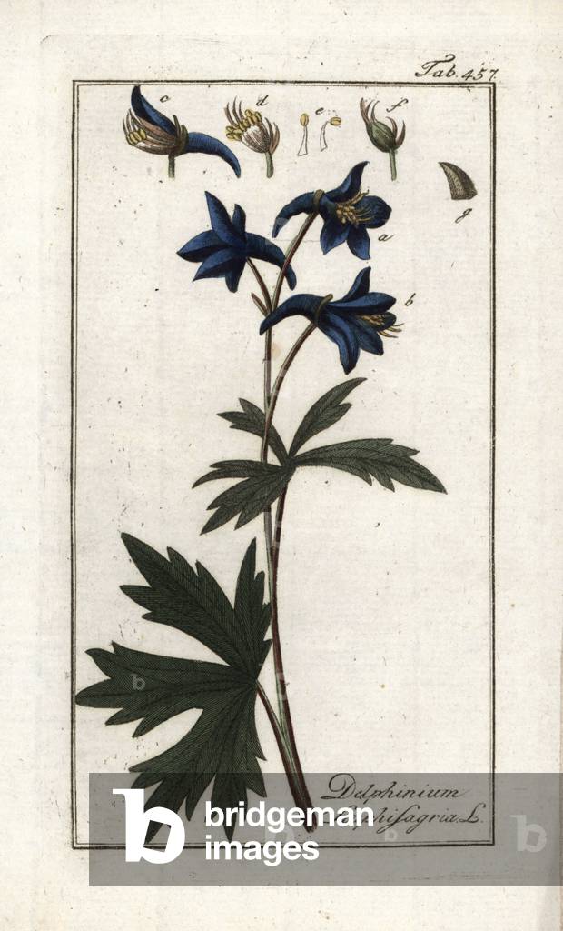 Staphisegar or herb with lice, gouty grass or wild grape (Delphinium staphisagria). Lithograph from “Afbeelding der Artseny-Gewassen” by Johannes Zorn (1739-1799), Netherlands, 1796. Licebane or stavesacre, Delphinium staphisagria. Handcoloured copperplate botanical engraving from J. Zorn's “Afbeelding der Artseny-Gewassen,” Amsterdam, 1796.