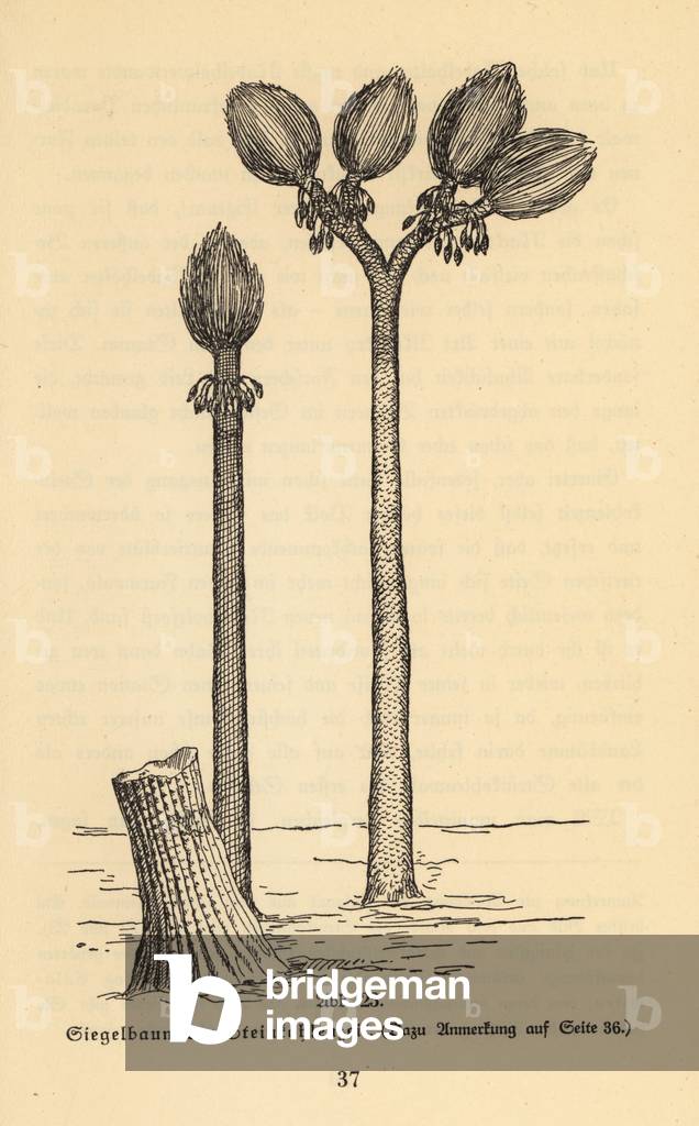 Extinct arborescent plant, Sigillaria genus, Carboniferous era.