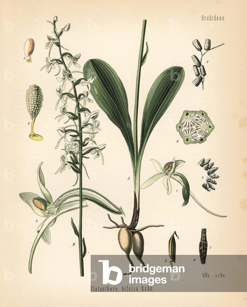 Lesser butterfly-orchid, Platanthera bifolia. Chromolithograph after a botanical illustration by Walther Muller from Hermann Adolph Koehler's Medicinal Plants, edited by Gustav Pabst, Koehler, Germany, 1887.