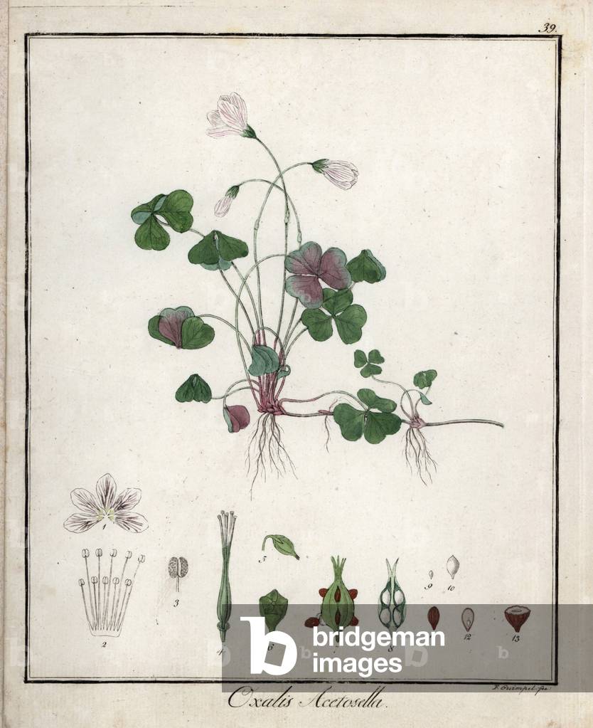 Wood Sorrel or Wood Oxalide - Lithography by F. Guimpel, extracted from medical botanical by Friedrich Gottlob Haynes (1763-1832), Berlin, 1822 - Wood sorrel, Oxalis acetosella - Handcoloured copperplate by F. Guimpel from Dr. F. G. Hayne's Medical Botany, Berlin, 1822