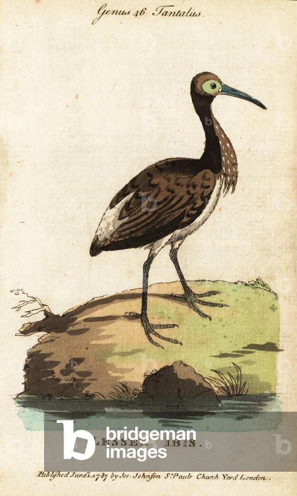 Straw-necked ibis, Threskiornis spinicollis