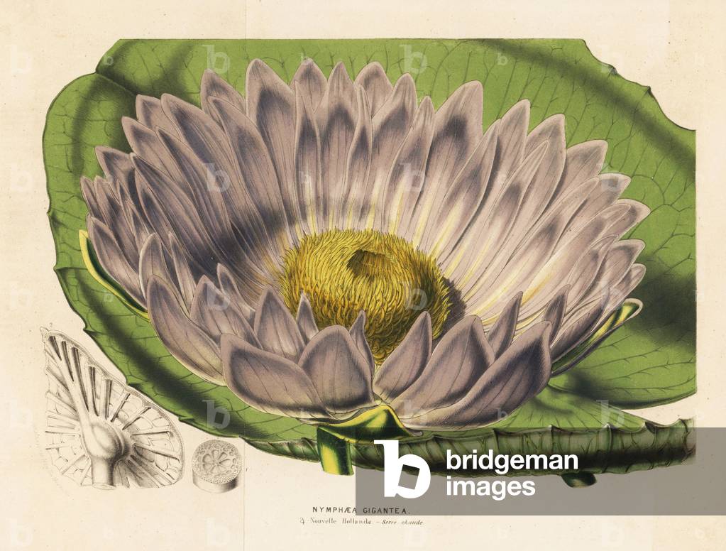 Gigantic water lily variety, Victoria amazonica (Nymphaea gigantea or Victoria fitzroyana). Handcoloured lithograph from Louis van Houtte and Charles Lemaire's Flowers of the Gardens and Hothouses of Europe, Flore des Serres et des Jardins de l'Europe, Ghent, Belgium, 1851.