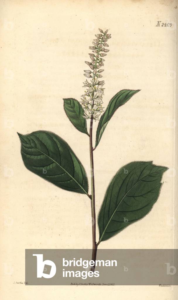 Swamp titi, Cyrilla racemiflora (Virginian itea, Itea virginica). Handcoloured copperplate engraving by Weddell after a botanical illustration by John Curtis from William Curtis' Botanical Magazine, Samuel Curtis, London, 1823.