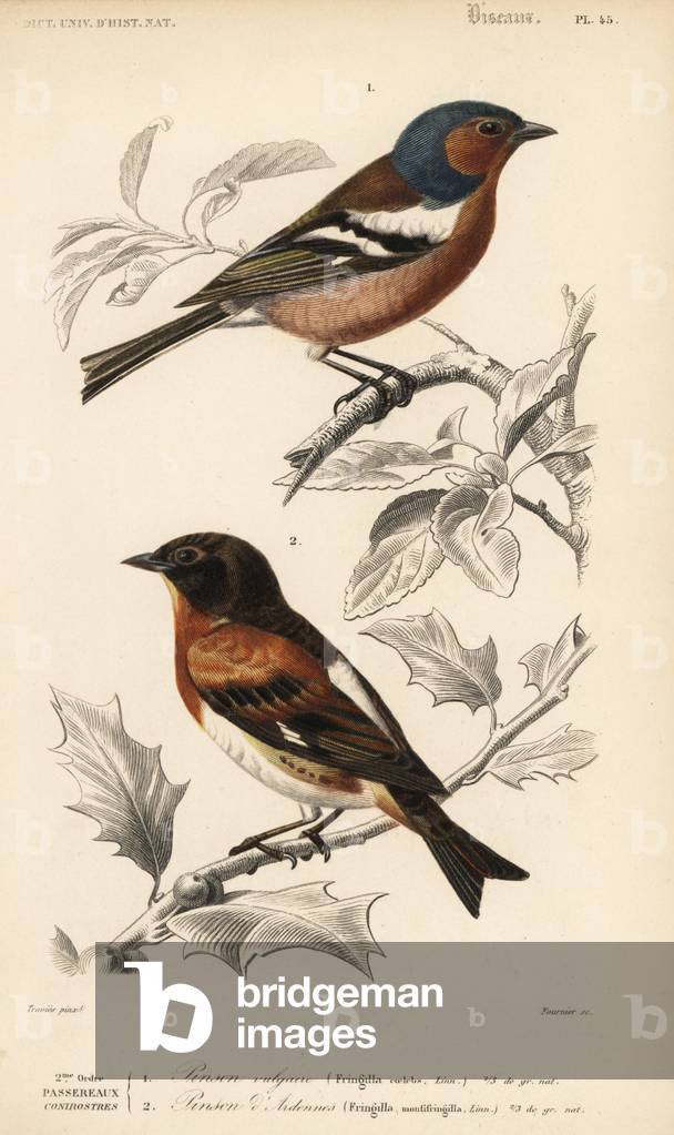 Chaffinch, Fringilla coelebs, and brambling, Fringilla montifringilla. Handcoloured engraving by Fournier after an illustration by Edouard Travies from Charles d'Orbigny's Dictionnaire Universale d'Histoire Naturelle (Dictionary of Natural History), Paris, 1849.