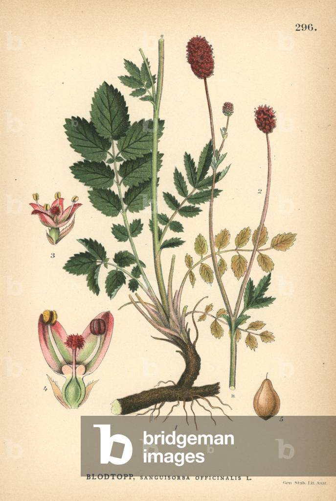 Great burnet, Sanguisorba officinalis