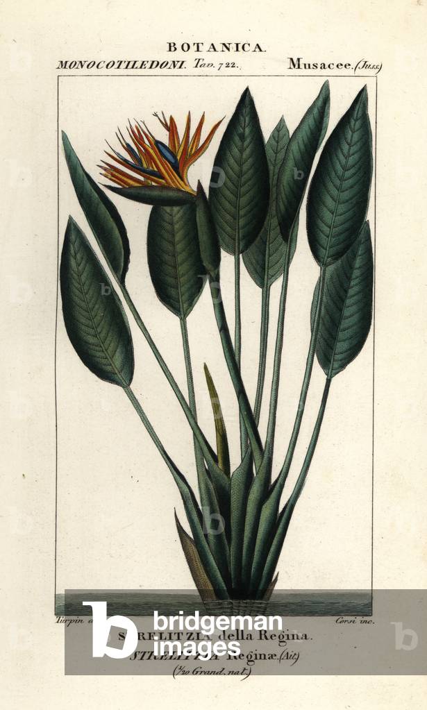 Bird of paradise, Strelitzia reginae
