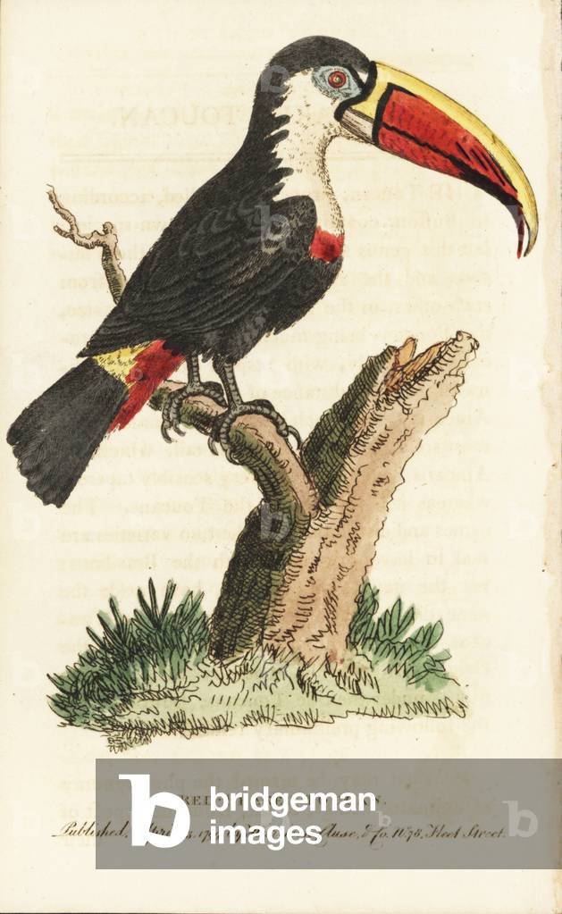 White-throated toucan (red-beaked), Ramphastos tucanos. Illustration copied from George Edwards. Handcoloured copperplate engraving from “” The Naturalist's Pocket Magazine,”” Harrison, London, 1799.