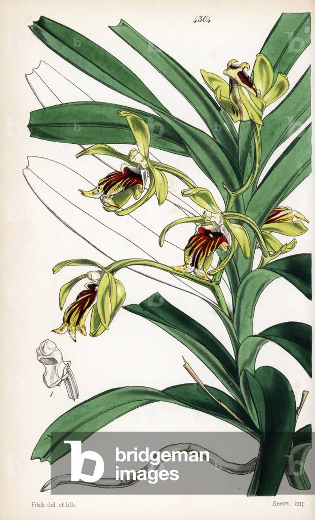 Vandee variete (orchid), native to China and Himalayas - Crested vanda orchid, Vanda cristata. Handcoloured botanical illustration drawn and lithographed by Walter Fitch from Sir William Jackson Hooker's “Curtis's Botanical Magazine,” London, 1847.