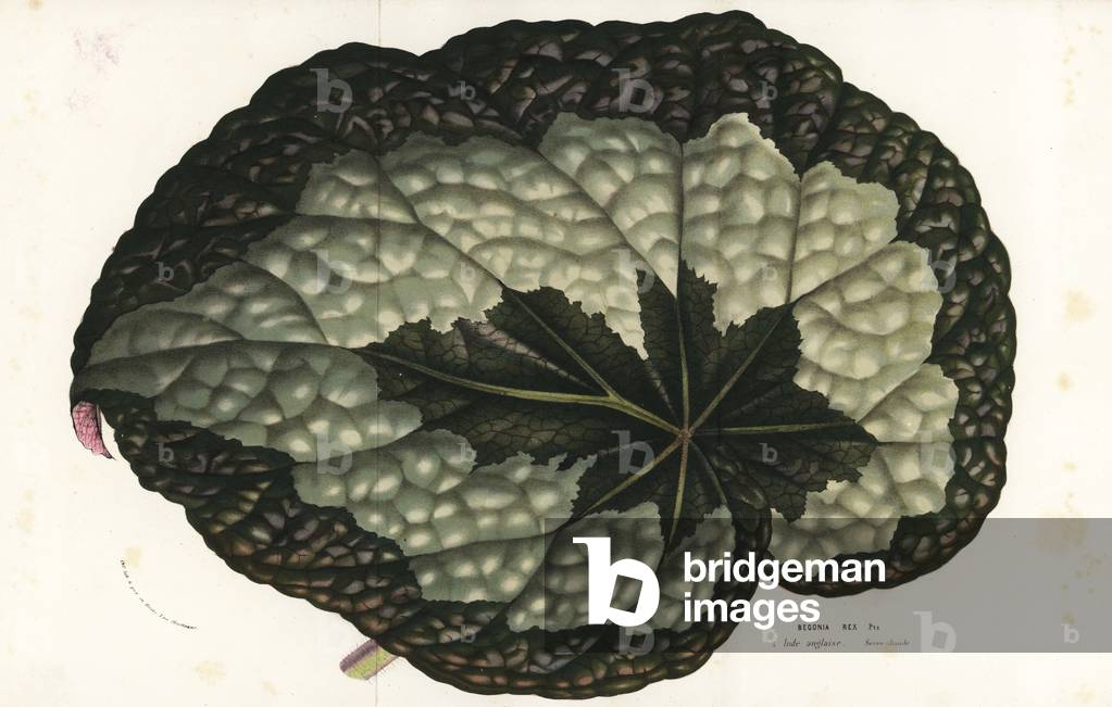 Rex begonia leaf, Begonia rex. India. Handcoloured lithograph from Louis van Houtte and Charles Lemaire's Flowers of the Gardens and Hothouses of Europe, Flore des Serres et des Jardins de l'Europe, Ghent, Belgium, 1857.