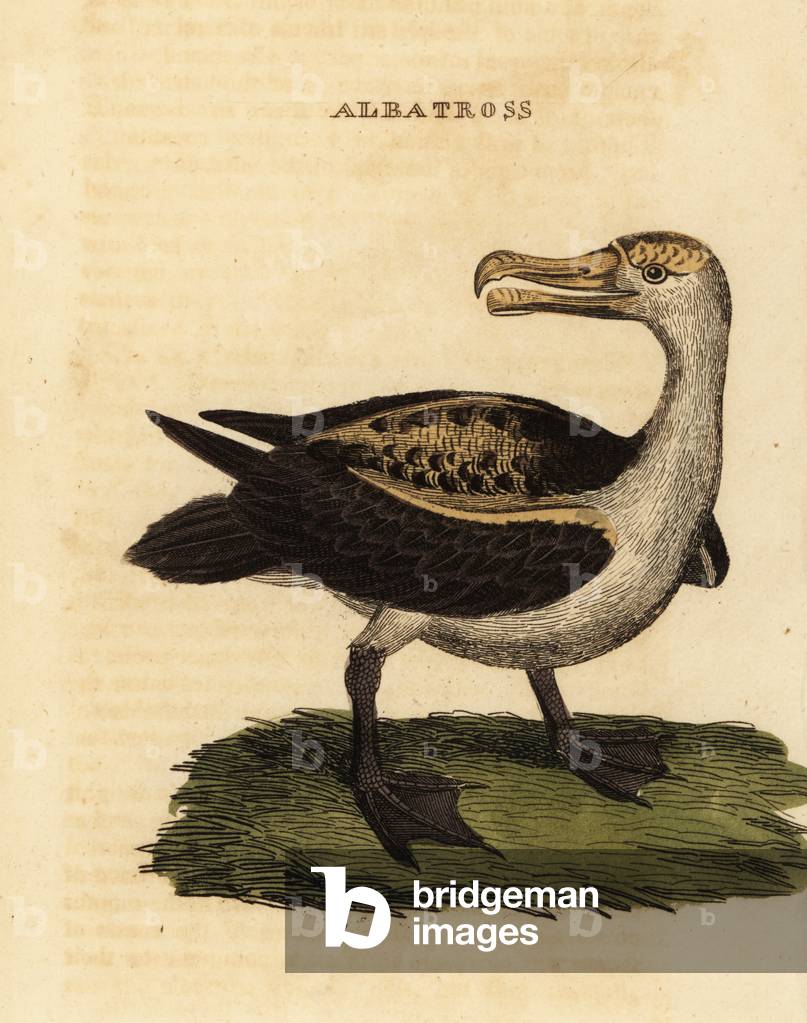 Black-browed albatross, Thalassarche melanophris