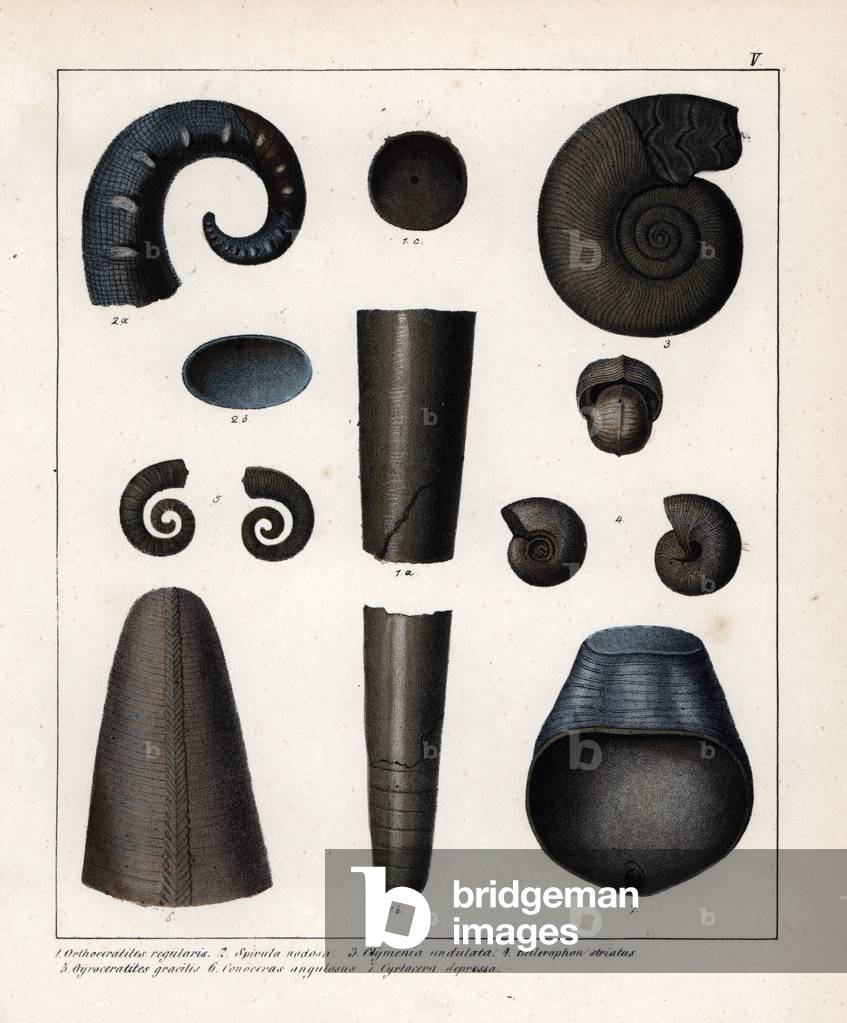 Fossils of cephalopod and ammonite species: Orthoceratites regularis; Spirula nodosa; Clymenia undulata; Bellerophon striatus; Gyroceratites gracilis; Conoceras angulosus; Cyrtocera depressa. Lithographie in Petrefactenbuch (Book of Petrification) by Dr. F.A.Schmidt, published in Stuttgart (Germany) in 1855 by Verlag von Krais and Hoffmann.
