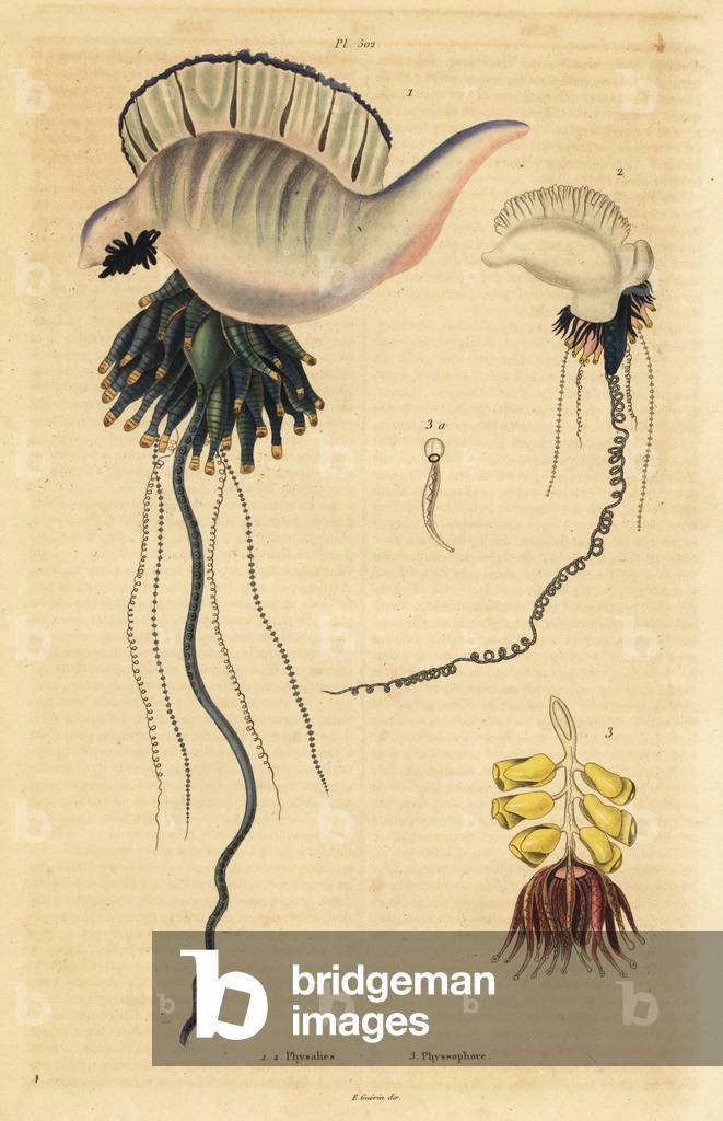 Indo-Pacific Portuguese man-of-war, Physalia utriculus 1, Azores man-of-war, Physalia physalis 2, and Siphonophora zoophyte, Physsophora disticha 3. Physalies, Physsophore