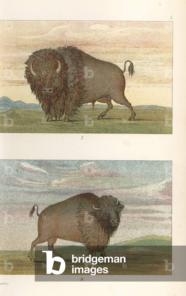 American buffalo or bison, Bison bison, bull and cow. Handcoloured lithograph from George Catlin's Manners, Customs and Condition of the North American Indians, London, 1841.
