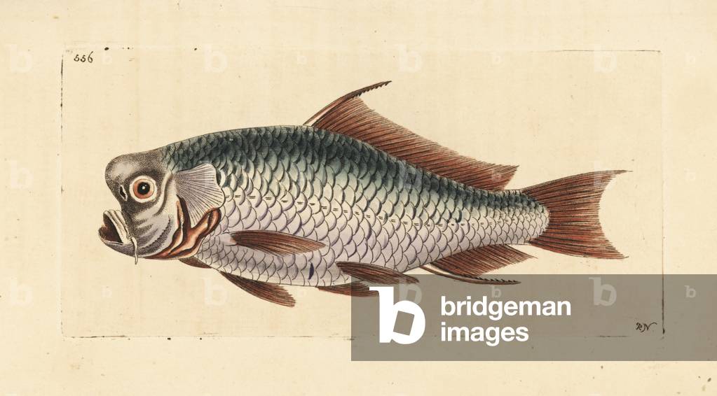 Common carp, Cyprinus carpio carpio (Rondeletian carp, Cyprinus rondeletii). Illustration drawn and engraved b