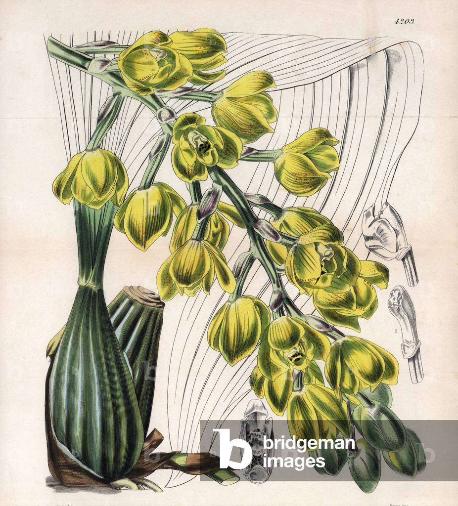 Yellow orchid, Peristeria barkeri - Botanical illustration by Walter Hood Fitch (1817-1892), lithography published in Curtis's Botanical Magazine for Sir William Jackson Hooker, Reeve Brothers edition, London 1846