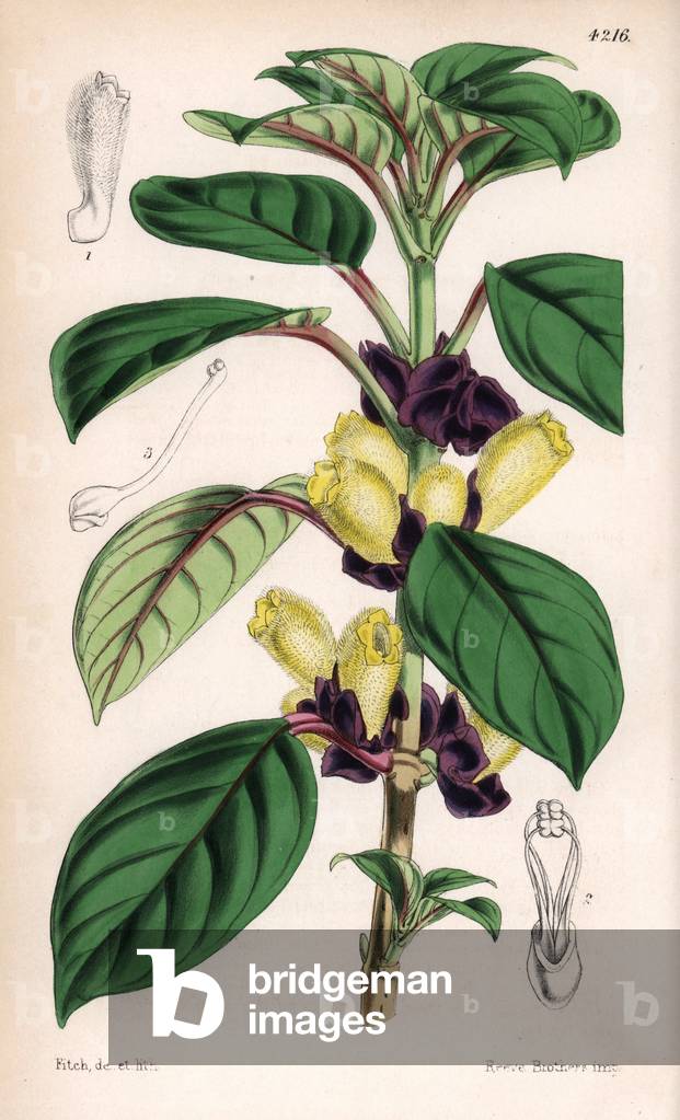 Alloplectus dichrous - Botanical illustration by Walter Hood Fitch (1817-1892), lithography published in Curtis's Botanical Magazine for Sir William Jackson Hooker, Reeve Brothers edition, London 1846