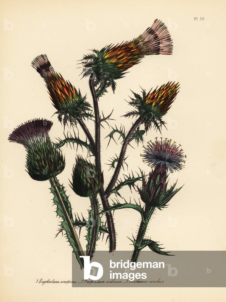 Showy Mexican scarlet thistle, Erythrolaena conspicua, Arabian cotton thistle, Onopordum arabicum, and blue-flowered carthamus, Carthamus caeruleus. Handfinished chromolithograph by Henry Noel Humphreys after an illustration by Jane Loudon from Mrs. Jane Loudon's Ladies Flower Garden of Ornamental Perennials, William S. Orr, London, 1849.