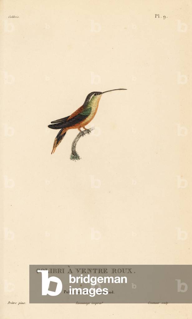 Rufos-breasted hermit, Glaucis hirsutus (Trochilus rufigaster). Handcolored steel engraving by Coutant after an illustration by Jean-Gabriel Pretre from Rene Primevere Lesson's Natural History of the Colibri Genus of Hummingbirds.