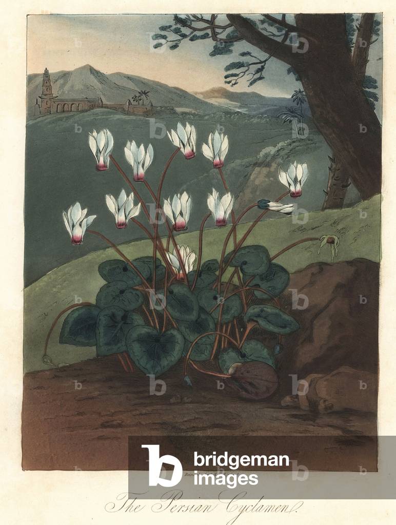 Cyclamen Persian Strong Water, Extracted from The Temple of Flora, by Dr. Robert Thornton (1768-1837), 1812