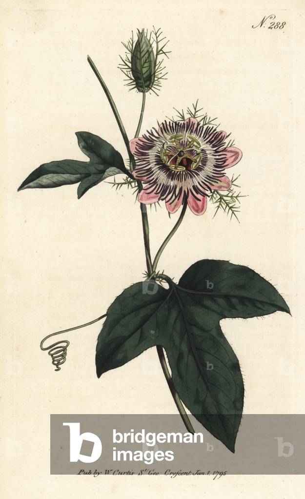 Passiflora - Fringed-leaved passionflower, Passiflora ciliata. Handcoloured copperplate engraving from William Curtis' Botanical Magazine, London, 1795.