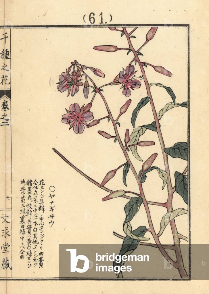 Yanagiran or fireweed, Chamerion angustifolium Handcoloured woodblock print by Kono Bairei from Senshu no Hana (One Thousand Varieties of Flowers), Bunkyudo, Kyoto, 1900.