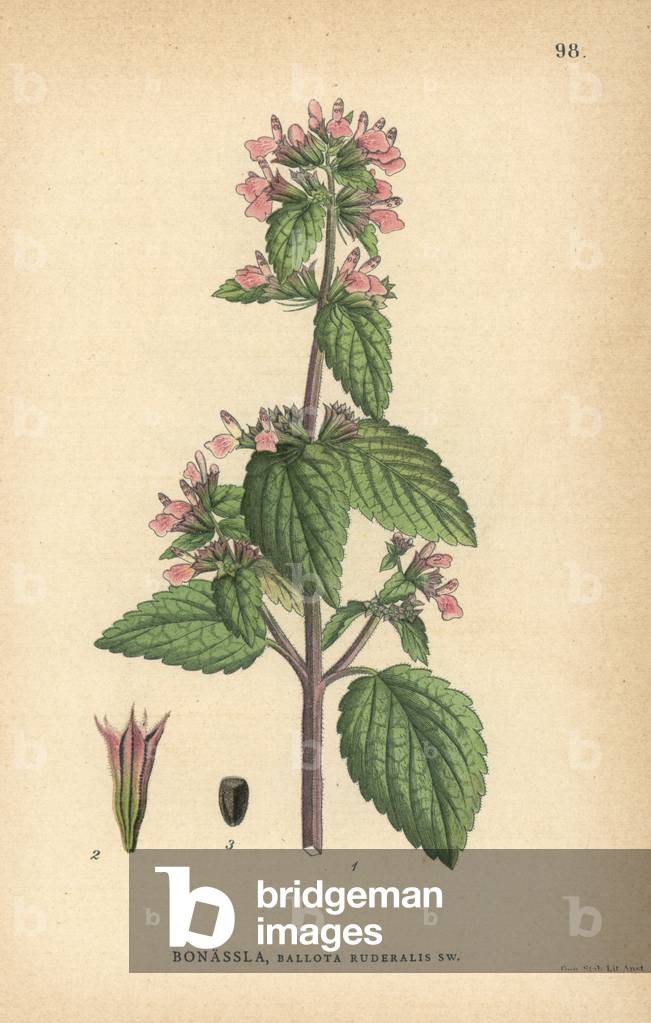 Horehound, Ballota ruderalis Sw.