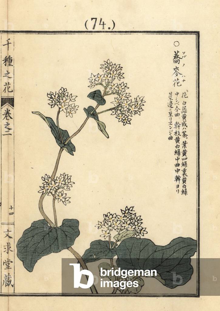 Soba or buckwheat, Fagopyrum esculentum. (buckwheat) Handcoloured woodblock print by Kono Bairei from Senshu no Hana (One Thousand Varieties of Flowers), Bunkyudo, Kyoto, 1900.