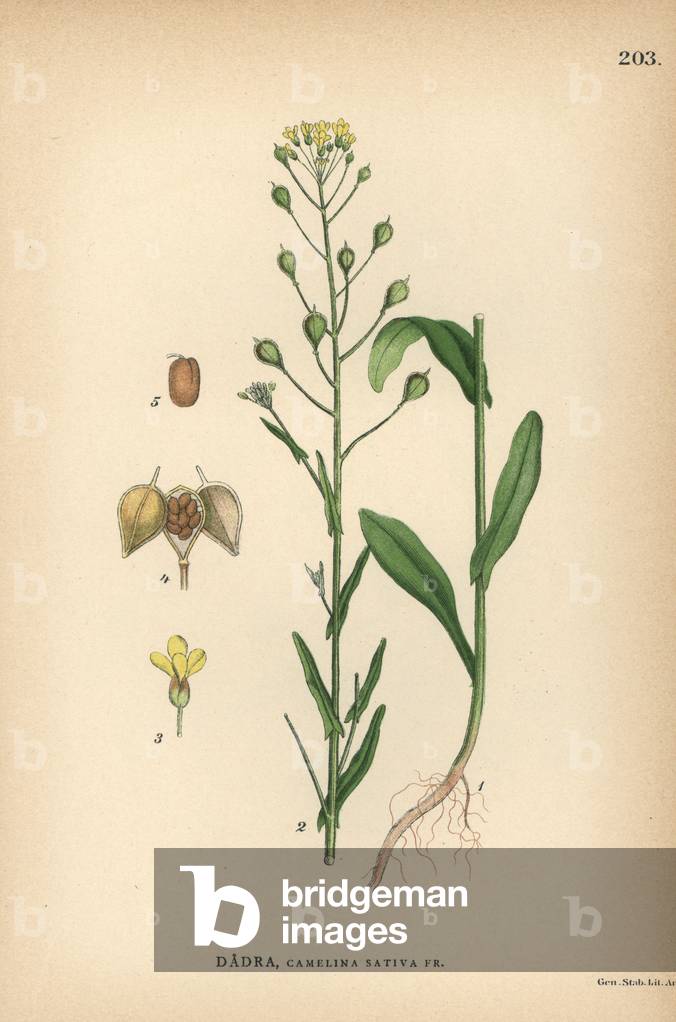 Gold of pleasure, Camelina sativa