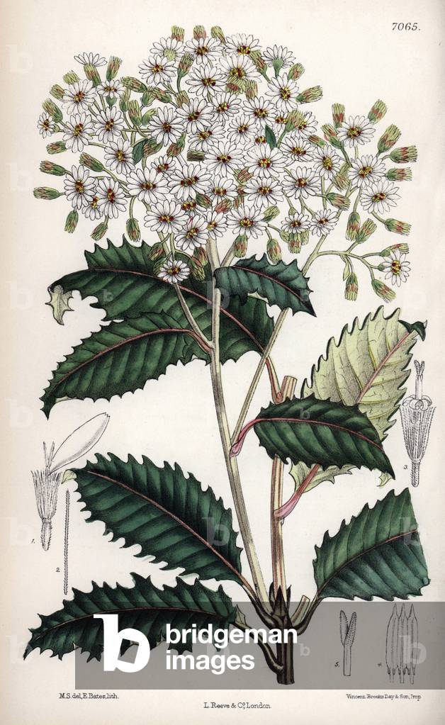 Olearia macrodonta, White flowers, native plant of New Zealand. Drawing by Matilda Smith (1854-1926), Lithography by J.N. Fitch in Curtis Botanical Magazine, by Joseph Dalton Hooker, published in London, England, by L. Reeve and Co, 1889.