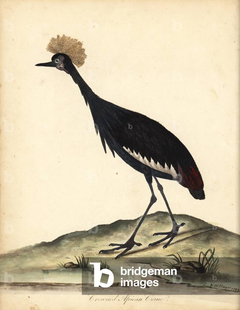 Black crowned crane, Balearica pavonina. (Ardea pavonina). Vulnerable. Handcoloured copperplate engraving of an illustration by William Hayes and his child C from Portraits of Rare and Curious Birds from the Menagery of Osterly Park (London: Bulmer, 1794).