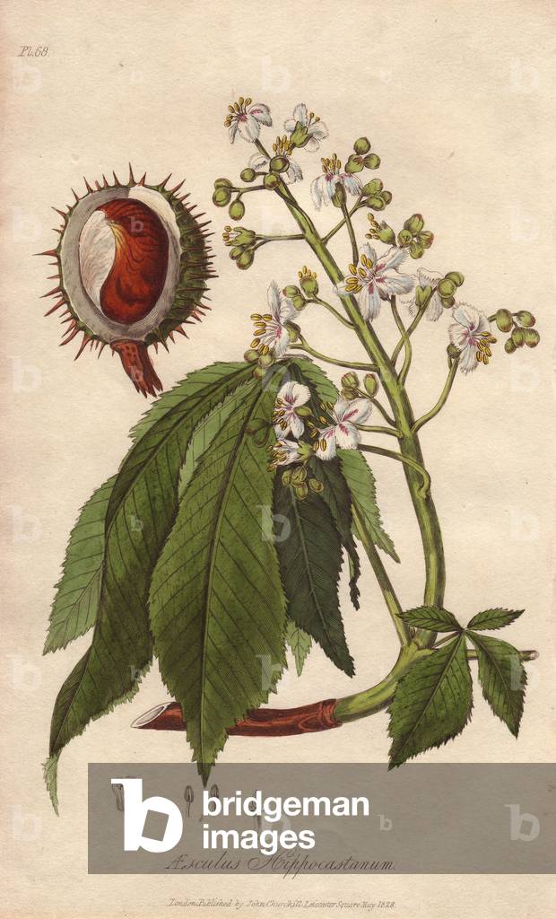 Chestnut (Aesculus hippocastanum) - Strong water by William Clarke to illustrate “” Medical Botanical, Description of Medicinal Plants of London, Edinburgh and Dublin” by John Stephenson and James Morss Churchill, published in London by John Churchill in 1831.