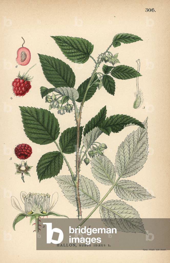 Raspberry, Rubus idaeus