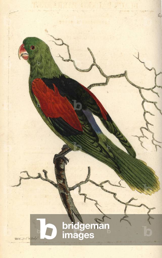 Brown-backed parrotlet, Touit melanonotus (Black-backed parrakeet, Psittacus melanotus). Illustration drawn and engraved by Richard Polydore Nodder. Handcoloured copperplate engraving from George Shaw and Frederick Nodder's The Naturalist's Miscellany, London, 1804.