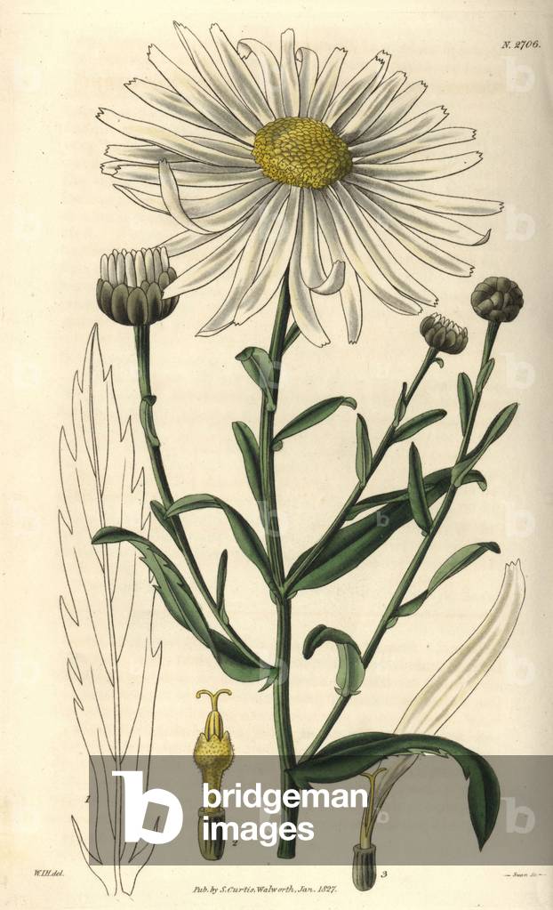 Large daisy flower known as a beef eye, with details of pistil and stamens and description of the leaves. Illustration by Wiliam Jackson Hooker (1785-1865), British botanist and writer, professor at the University of Glasgow (Scotland) and editor of Curtis's Botanical Magazine. Pyrethrum uligonosum. Large flowered marsh ox eye. Illustration by WJ Hooker, engraved by Swan. Handcolored copperplate engraving from William Curtis's “” The Botanical Magazine”” 1827. William Jackson Hooker (1785-1865) was an English botanist, writer and artist. He was Regius Professor of Botany at Glasgow University, and editor of Curtis' “” Botanical Magazine”” from 1827 to 1865.