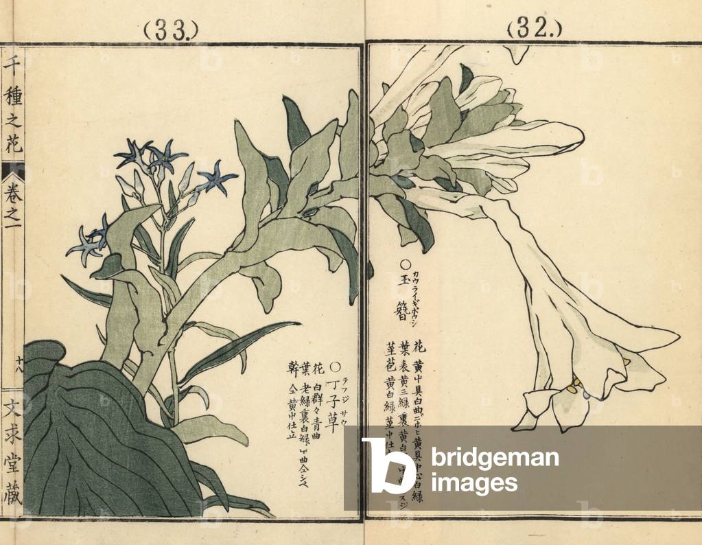 Choujisou or Japanese bluestar, Amsonia elliptica, and kouraigiboushi or plantain lily, Hosta montana. Handcoloured woodblock print by Kono Bairei from Senshu no Hana (One Thousand Varieties of Flowers), Bunkyudo, Kyoto, 1900.