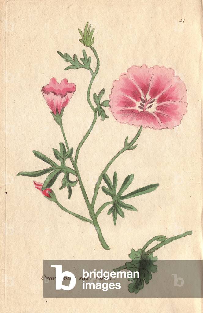 Silky-leaved convolvulus, Convolvulus althacoides