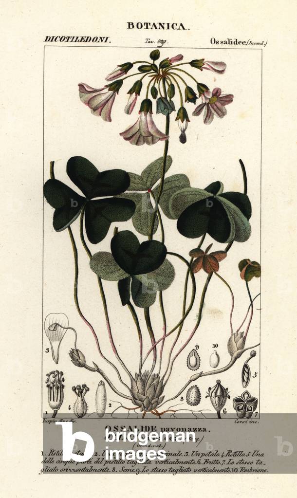 Violet wood-sorrel, Oxalis violacea