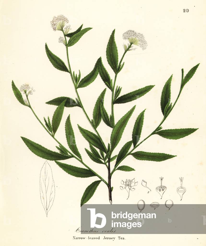 Jersey tea, Ceanothus herbaceus (Narrow-leaved Jersey Tea, Ceanothus ovalis)