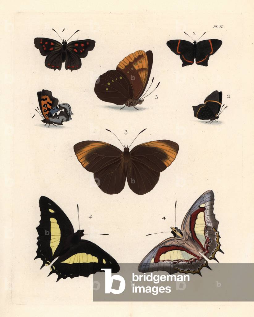 Hooked copper, Phasis thero 1, metalmark butterfly, Riodina lysippus 2, large faun, Faunis eumeus 3, and common nawab, Charaxes athamas 4, ventral and dorsal views. Handcoloured lithograph from John O. Westwood's new edition of Dru Drury's “” Illustrations of Exotic Entomology,”” Bohn, London, 1837.