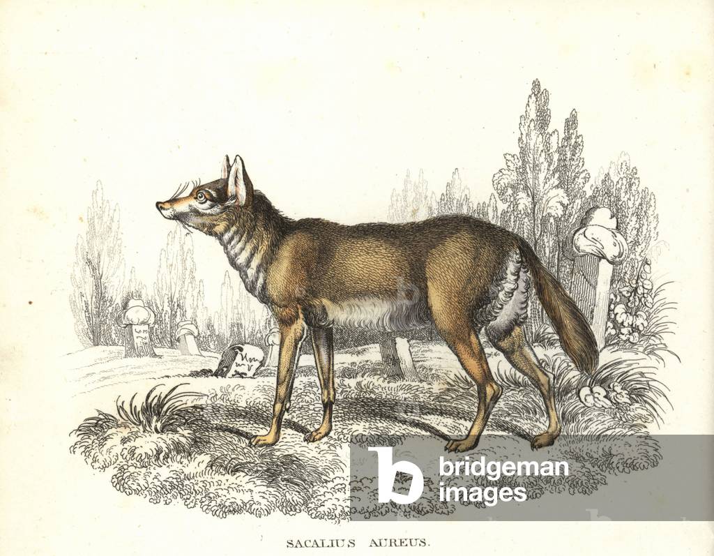 Common jackal, Canis aureus aureus (Sacalius aureus). Handcoloured lithograph from Georg Friedrich Treitschke's Gallery of Natural History, Naturhistorischer Bildersaal des Thierreiches, Liepzig-1842.