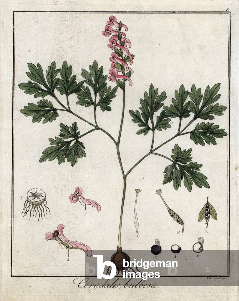 Full bulb corydale - Lithograph by F. Guimpel, extracted from medical botanical by Friedrich Gottlob Haynes (1763-1832), Berlin, 1822 - Fumewort, Corydalis solida - Handcoloured copperplate by F. Guimpel from Dr. F. G. Hayne's Medical Botany, Berlin, 1822