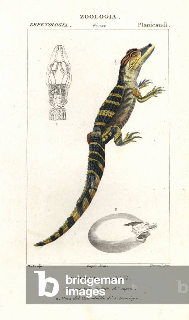 Spectacled caiman and hatching egg of the American crocodile