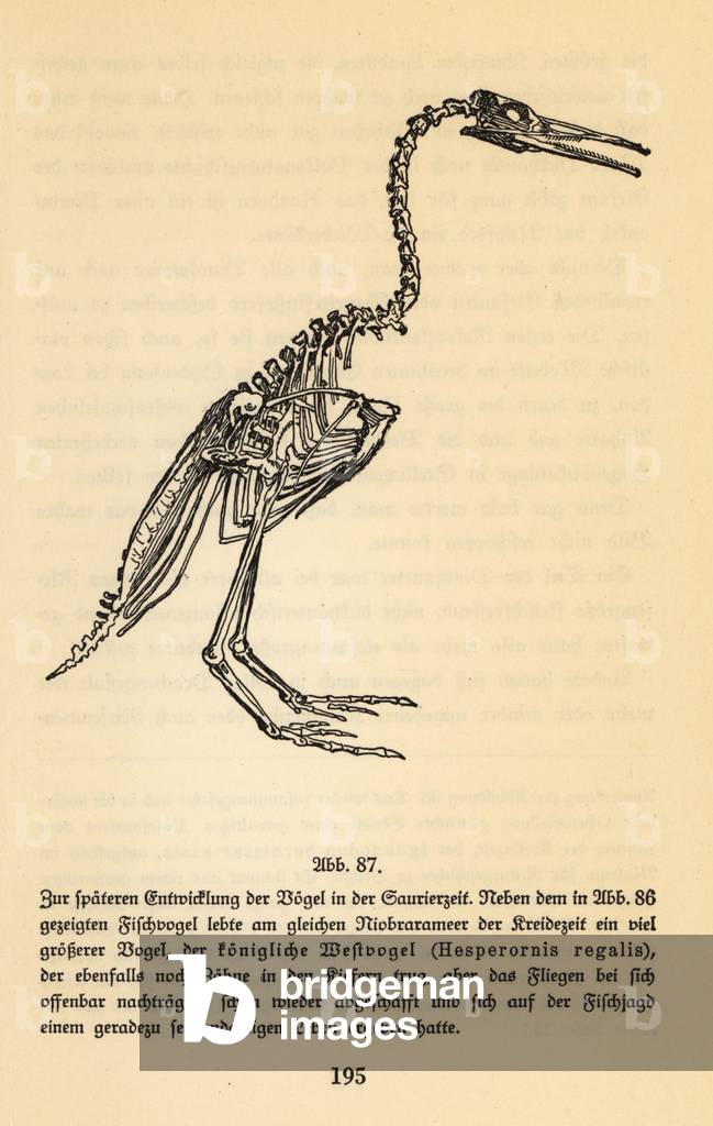 Fossil skeleton of an extinct Hesperornis regalis.