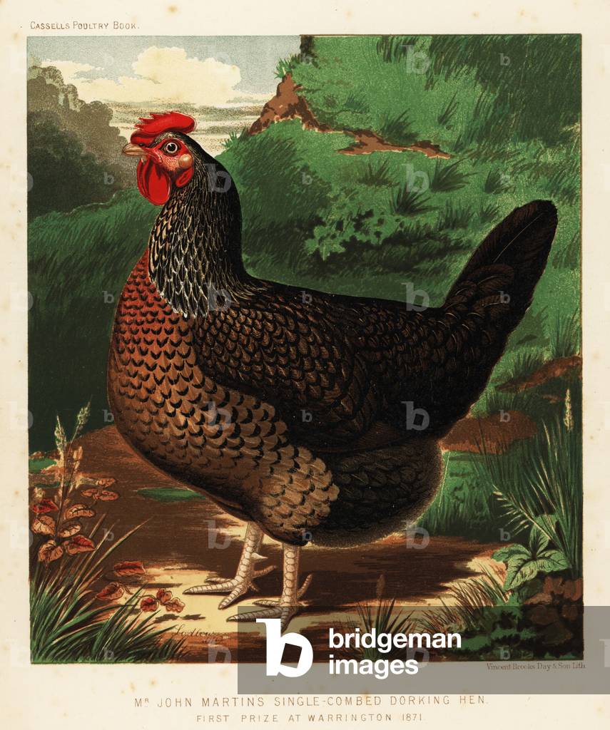 Single-combed Dorking hen, 1890 (chromolithograph)