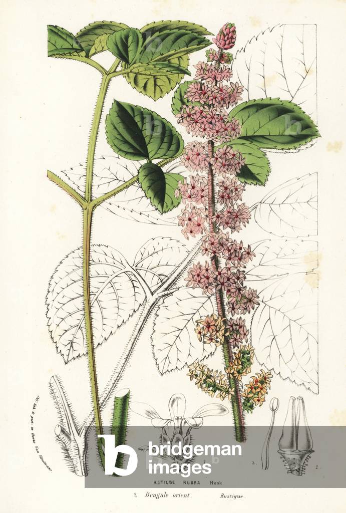 Chinese astilbe, Astilbe rubra. Handcoloured lithograph from Louis van Houtte and Charles Lemaire's Flowers of the Gardens and Hothouses of Europe, Flore des Serres et des Jardins de l'Europe, Ghent, Belgium, 1857.