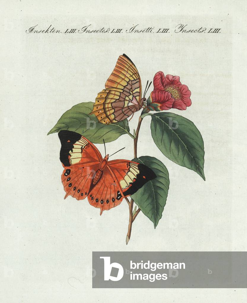 Tawny rajah butterfly - Charases bernardus - Charaxes bernardus (Papilio bernardus) on a camellia, Camellia japonica. Taken from Edward Donovan's “An Epitome of the Natural History of the Insects of China,”” 1798. Handcoloured copperplate engraving from Bertuch's “” Bilderbuch fur Kinder”” (Picture Book for Children), Weimar, 1807. Friedrich Johann Bertuch (1747-1822) was a German publisher and man of arts most famous for his 12-volume encyclopedia for children illustrated with 1,200 engraved plates on natural history, science, costume, mythology, etc., published from 1790-1830.
