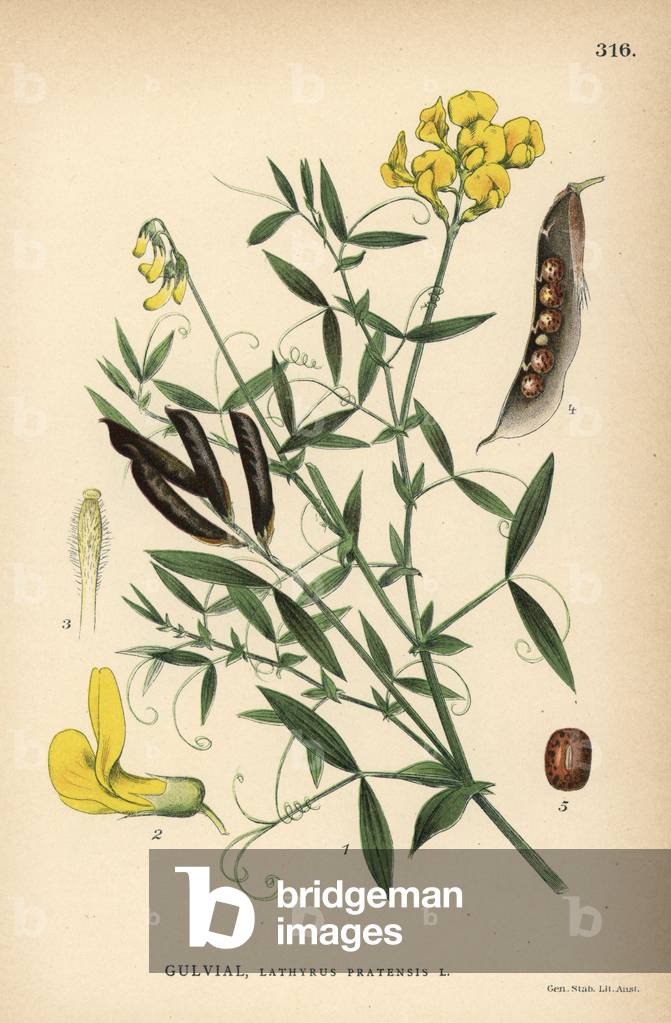 Meadow vetchling or meadow pea, Lathyrus pratensis