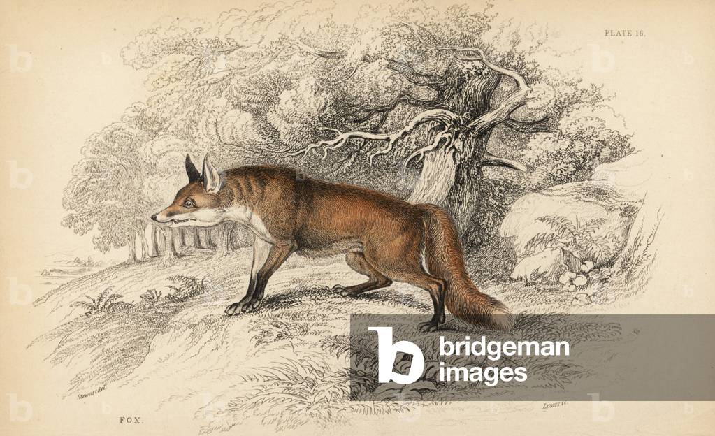 Red fox, Vulpes vulgaris. Handcoloured steel engraving by Lizars after an illustration by James Stewart from William Jardine's Naturalist's Library, Edinburgh, 1836.